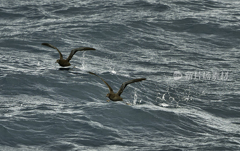 灰鹱(Puffinus griseus)是原蛾海鸟科中一种中-大型海鸥。在新西兰，它也以Māori的名字tītī和“羊肉鸟”而闻名，